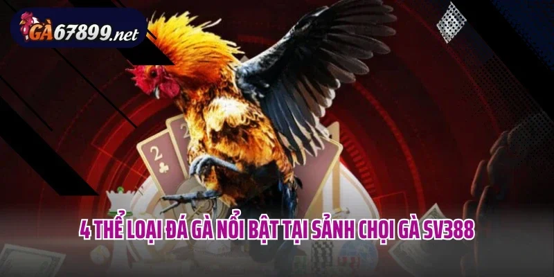 4 thể loại đá gà nổi bật tại sảnh chọi gà SV388