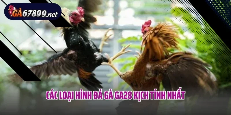 Các loại hình đá gà GA28 kịch tính nhất