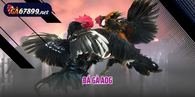 Đá Gà AOG – Truyền Hình Trực Tiếp Các Trận Chiến Kê Đỉnh Cao