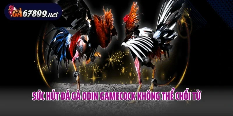Sức hút đá gà Odin Gamecock không thể chối từ