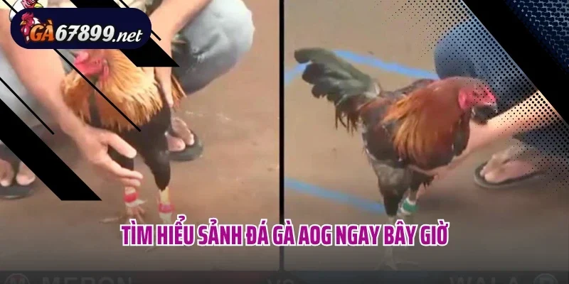 Tìm hiểu sảnh đá gà AOG ngay bây giờ