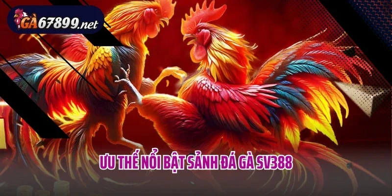 Ưu thế nổi bật sảnh đá gà SV388